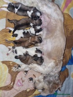 Lhasa Apso dogs Lhasa apso puppies - Advert 2