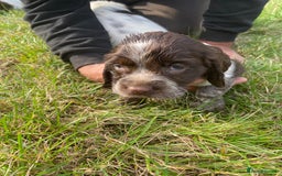 Sprocker dogs for sale:  Sprocker pups - Image 6