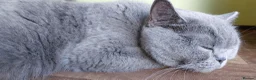 British Shorthair cats for sale: Pure Blue British Shorthair Kittens  - Advert 22