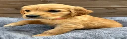 Golden Retriever dogs for sale: 🩷READY NOW  Only one girls left 🩷 - Advert 22