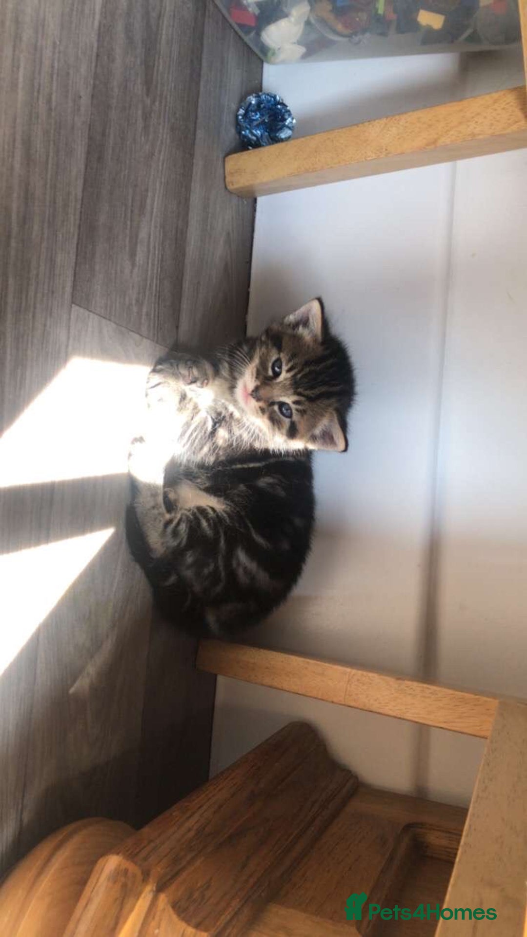 Mixed Breed cats for sale: Kittens for sale  - Image 11