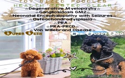 Poochon dogs for sale: Beautiful Poochon Pups Home Bred second litter - Advert 3