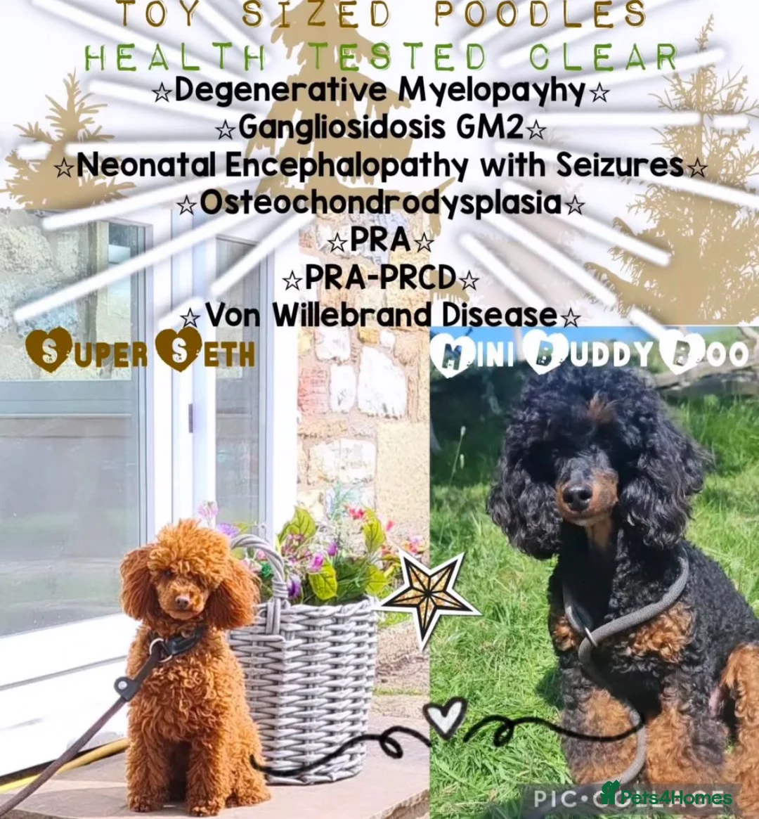 Poochon dogs for sale: Beautiful Poochon Pups Home Bred second litter - Advert 3