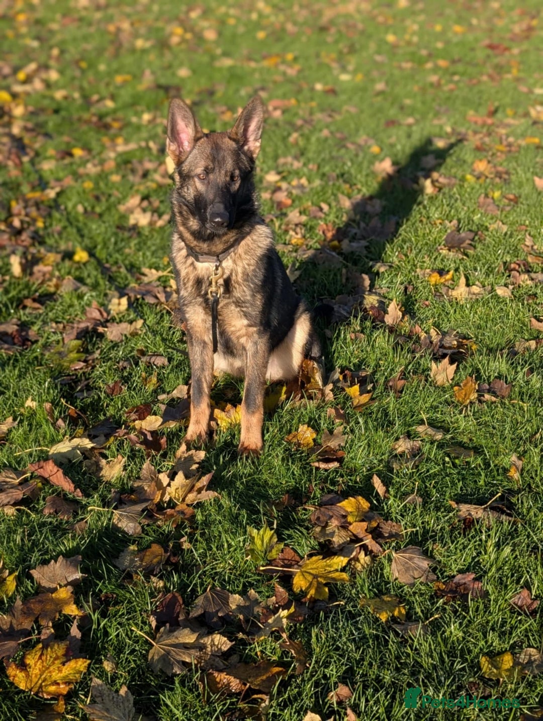 German Shepherd dogs for sale: German shepherd  - Advert 3