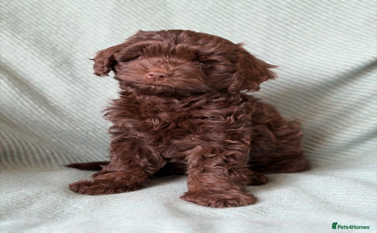 Cockapoo dogs - Advert 5