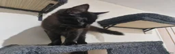Mixed Breed cats for sale: Two Kittens Available - Advert 8