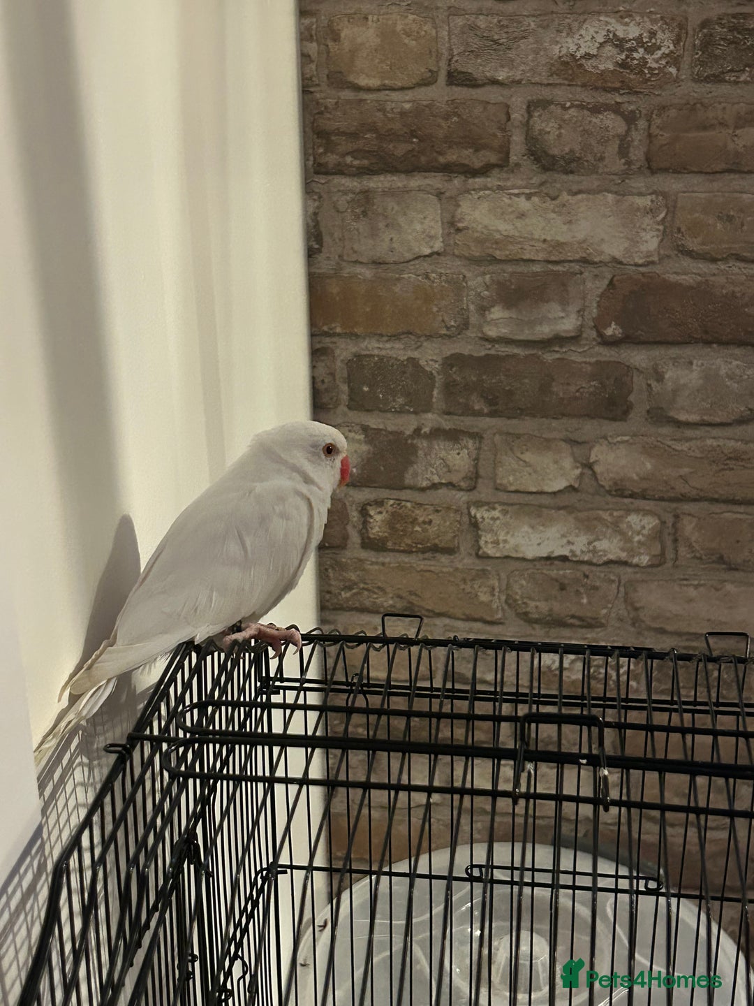 Budgerigars birds for sale: Pair of Indian Ringneck Parrots- White & Yellow - Image 2