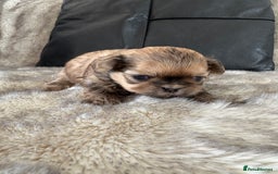 Shih Tzu dogs for sale: Imperial Shihtzu  - Image 4
