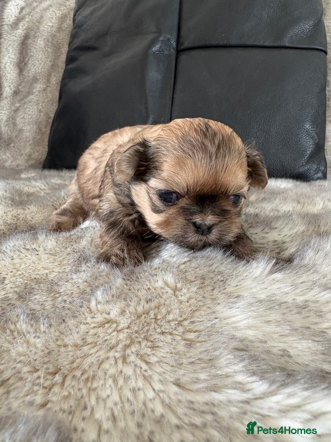 Shih Tzu dogs for sale: Imperial Shihtzu  - Image 4