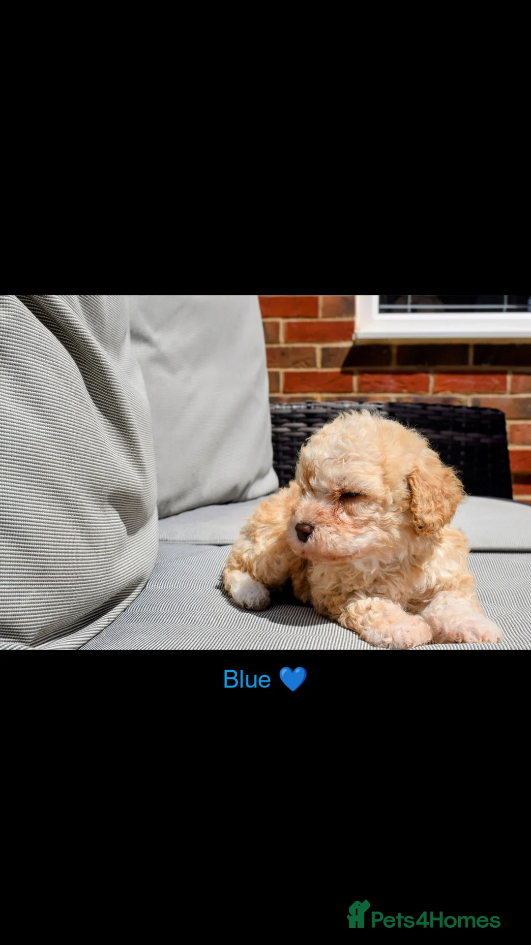 Cockapoo dogs for sale: Beautiful miniature F1B cockapoos - Advert 11
