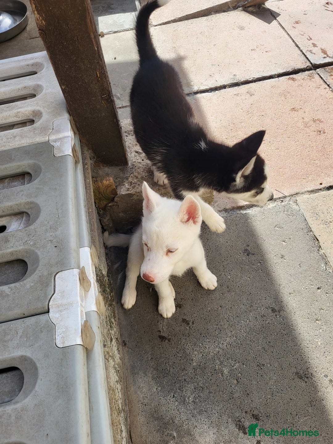 Siberian Husky dogs for sale: Siberian husky puppies (ready forever loving home) - Image 6