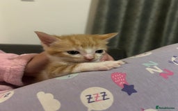 British Shorthair cats for sale: 4 kittens for sale: 3 girls 1 boy mixed coats  - Image 17
