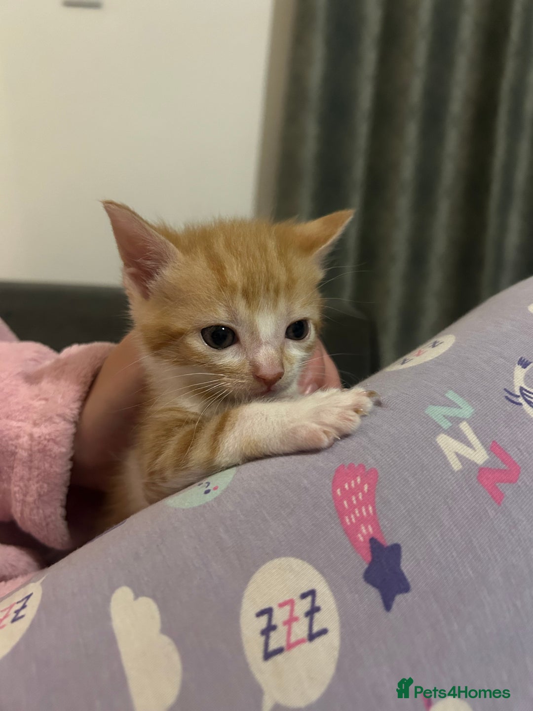 British Shorthair cats for sale: 4 kittens for sale: 3 girls 1 boy mixed coats  - Image 17