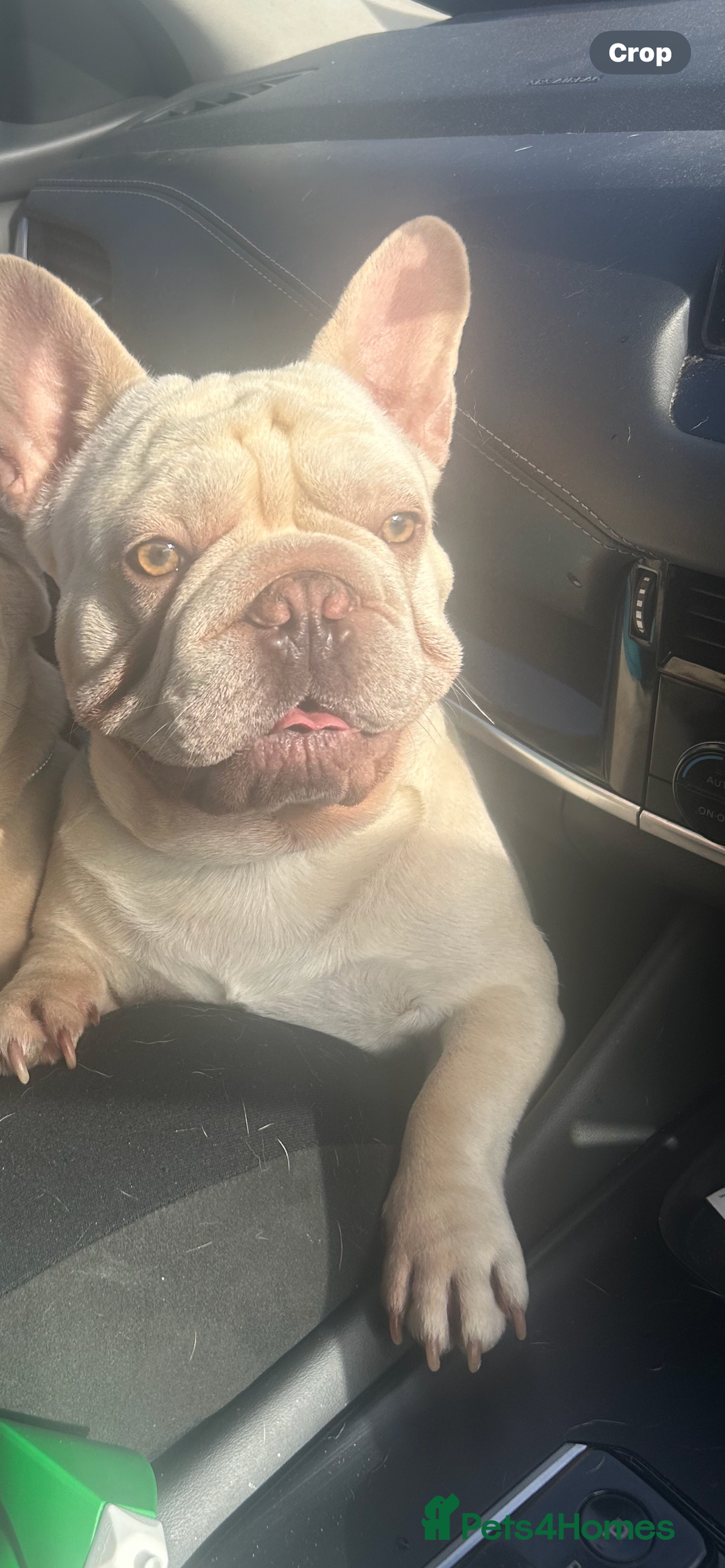 French Bulldog dogs for sale: Male French bulldog  - Image 2