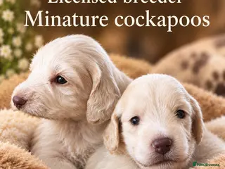 Cockapoo dogs F1 cockapoos licensed breeder - Advert 10