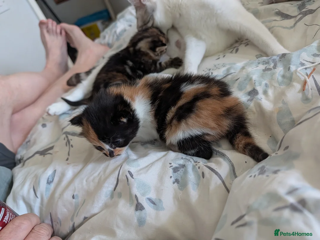 Mixed Breed cats for sale: Bengal x kittens  - Advert 2