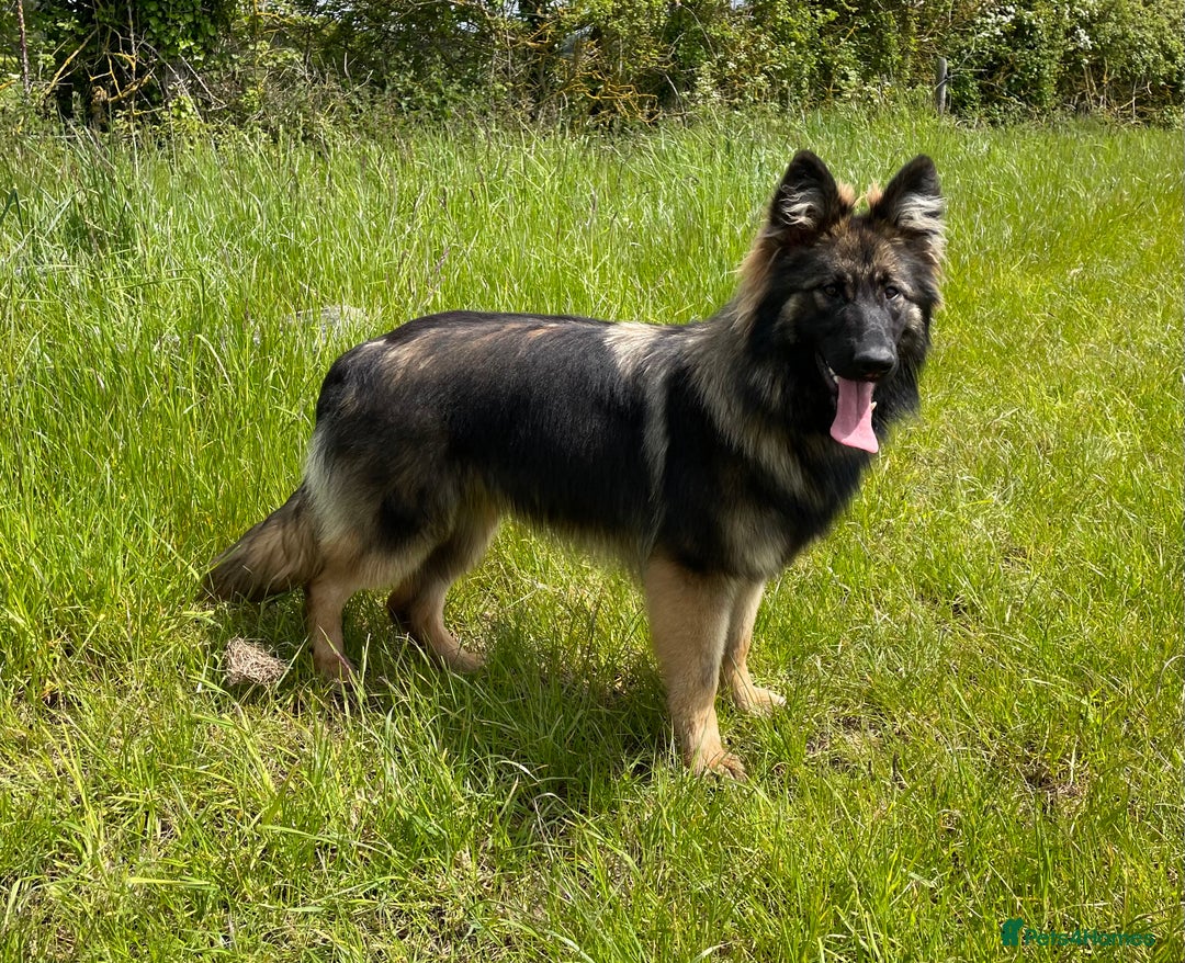 German Shepherd dogs for sale: GERMAN SHEPHERD LONG COATED PUPPIES - Image 13