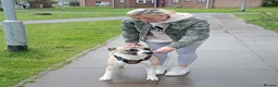 Mixed Breed dogs for sale: Milo is a staff x in Wolverhampton - Advert 5
