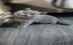 British Shorthair cats for sale: British Shorthair  kittens  - Image 3