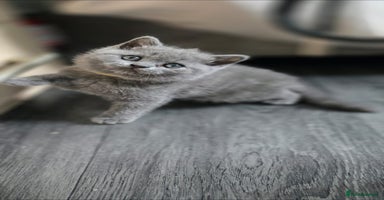 British Shorthair cats - Advert 9