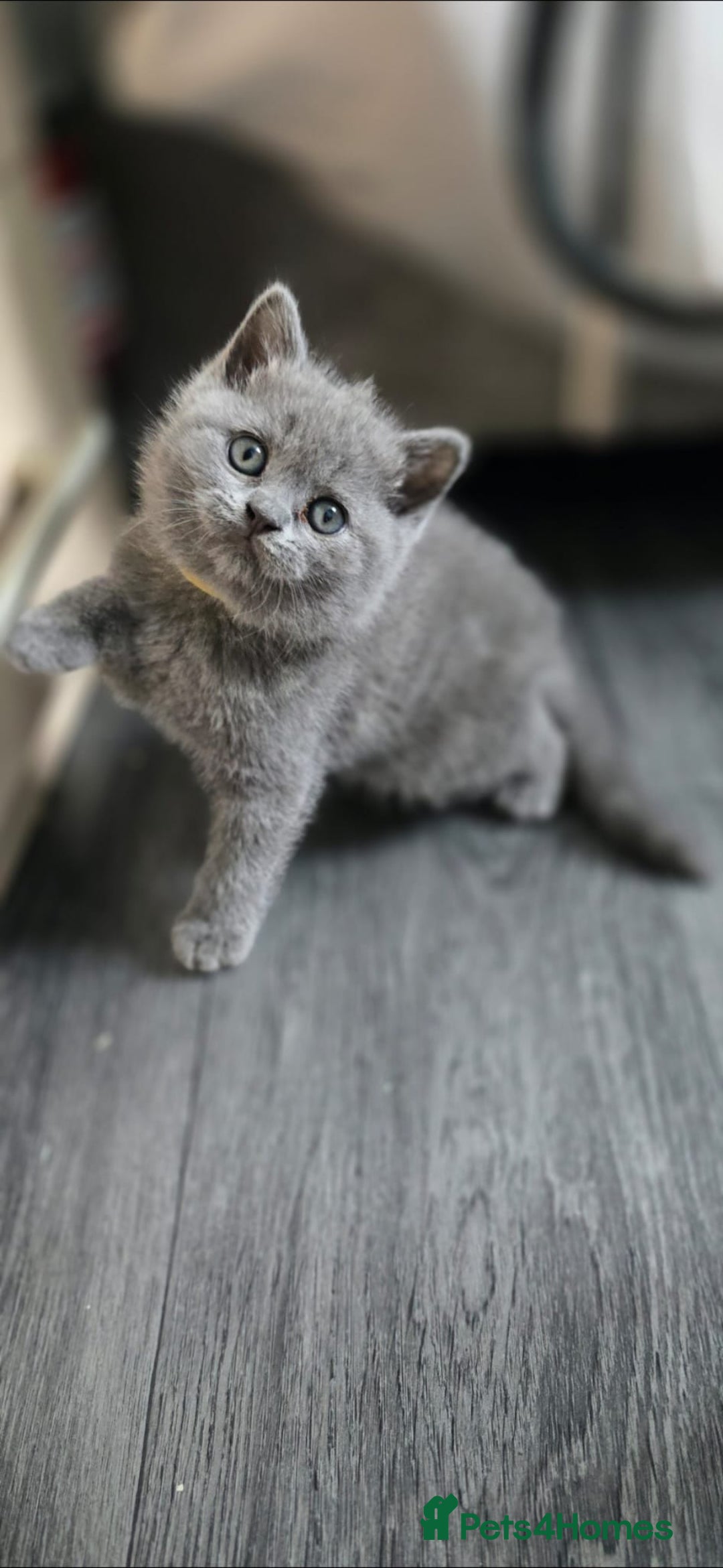 British Shorthair cats for sale: British Shorthair  kittens  - Image 3