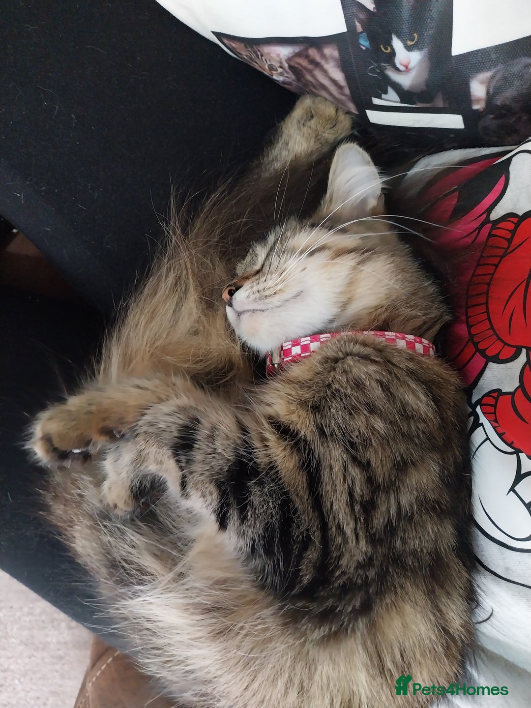 Persian cats for sale: Tabby persain long hair cat - Image 9