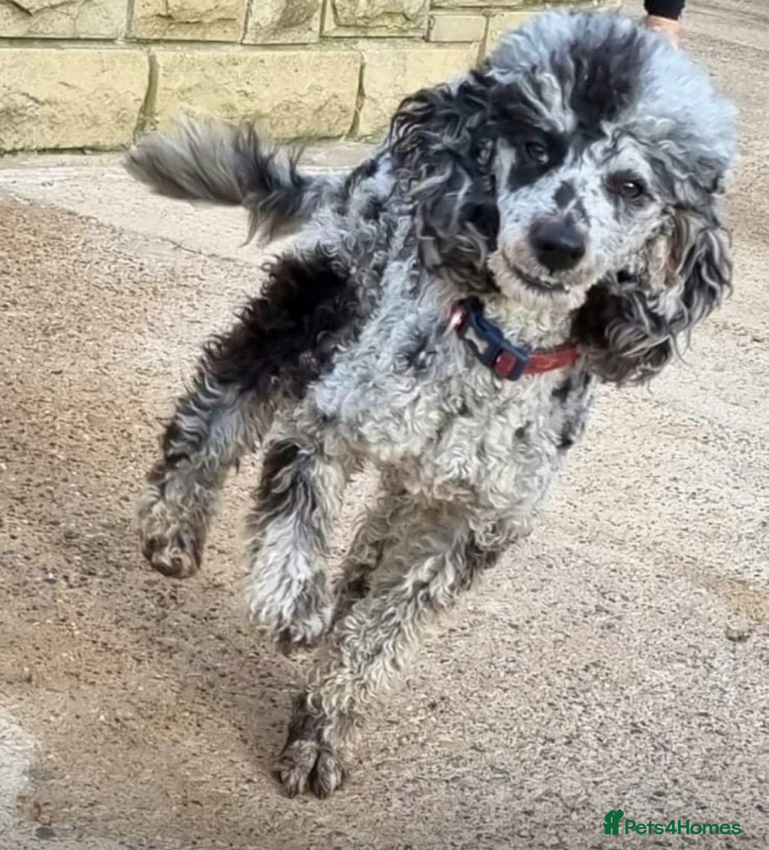 Cockapoo dogs for sale: F1B cockapoo puppies  - Advert 3