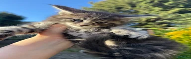 Maine Coon Kitten 2