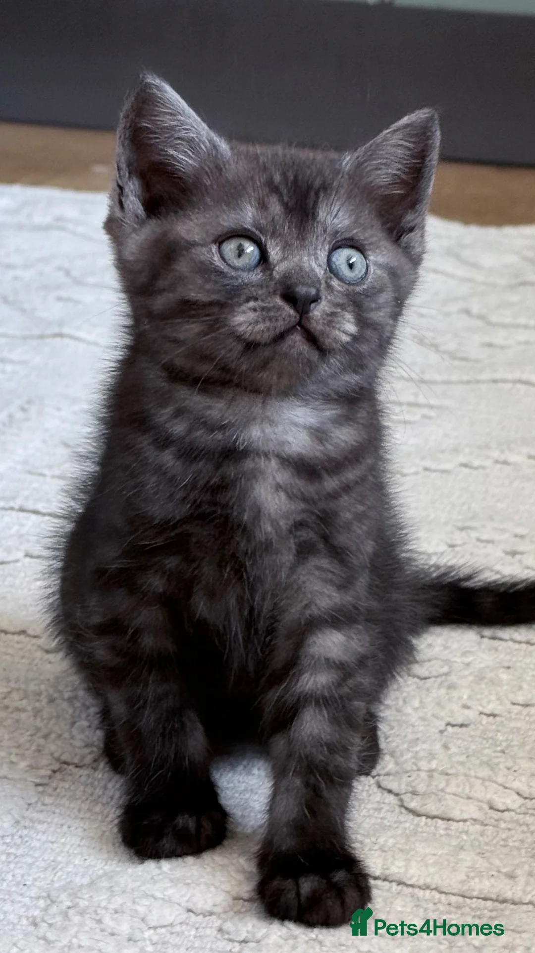 British Shorthair cats for sale: Silver Spotted British Shorthair Kittens - Advert 35