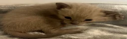 Serengeti cats for sale: Adorable Tica reg Serengeti kittens  in Keith - Advert 4