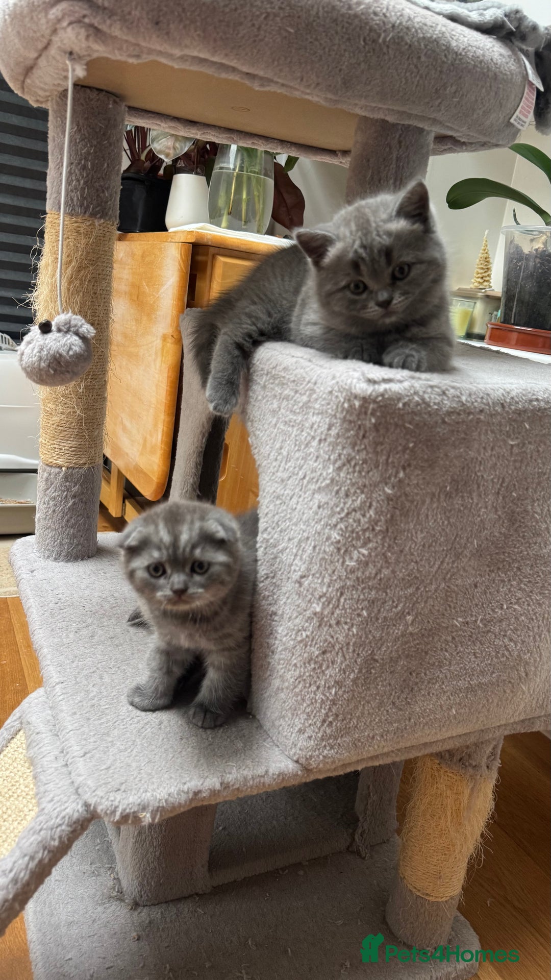 Scottish Fold cats for sale: Scottish fold adorable kitties 🐾  - Image 16