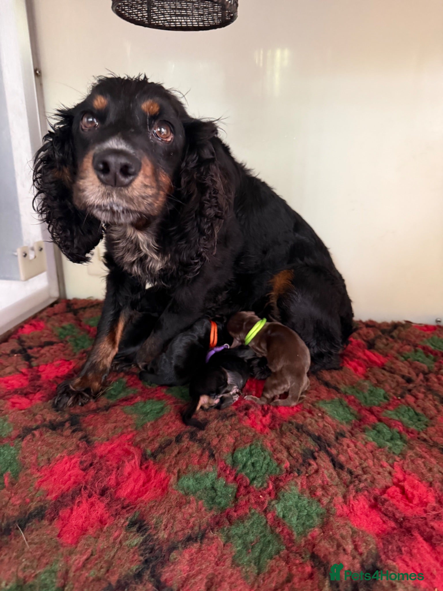 Cocker Spaniel dogs KC BLACK AND TAN boys 17 dna health tested clear  - Advert 1