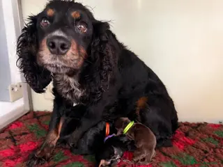 Cocker Spaniel dogs KC BLACK AND TAN boys 17 dna health tested clear - Advert 1