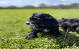 Cockapoo dogs for sale: F1 cockapoos - Image 12