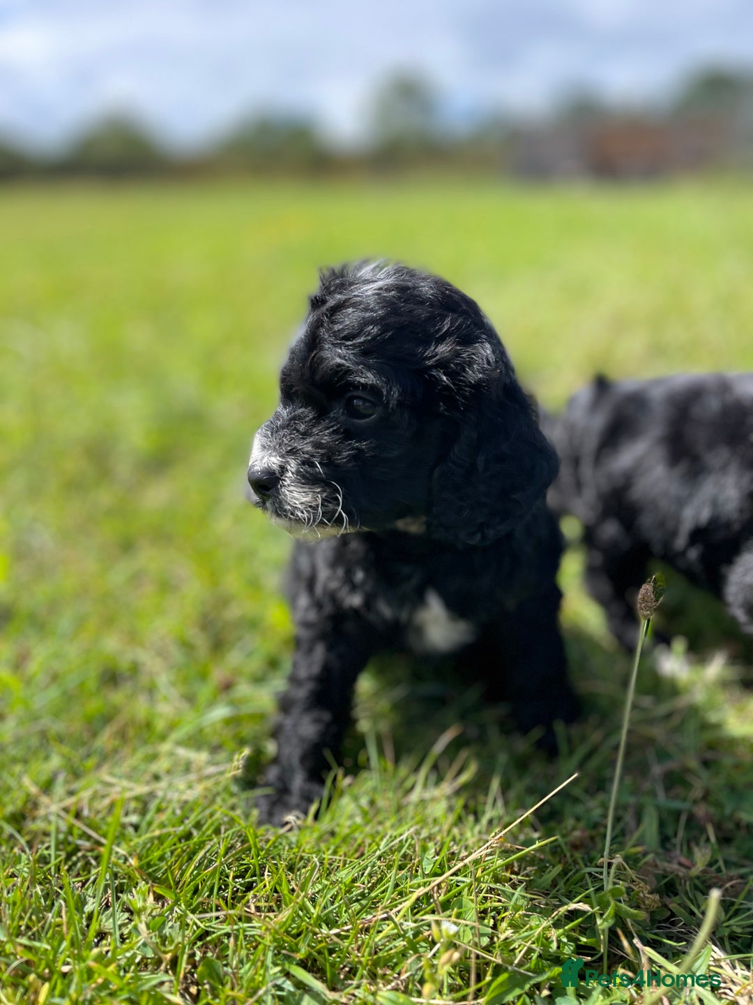 Cockapoo dogs for sale: F1 cockapoos - Image 12