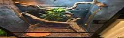 Lizard reptiles for sale: 2-year-old female Angle-headed Forest Dragon in Reading - Advert 5