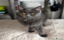 Maine Coon cats for sale: Maine coon mum and daughter for sale - Image 2