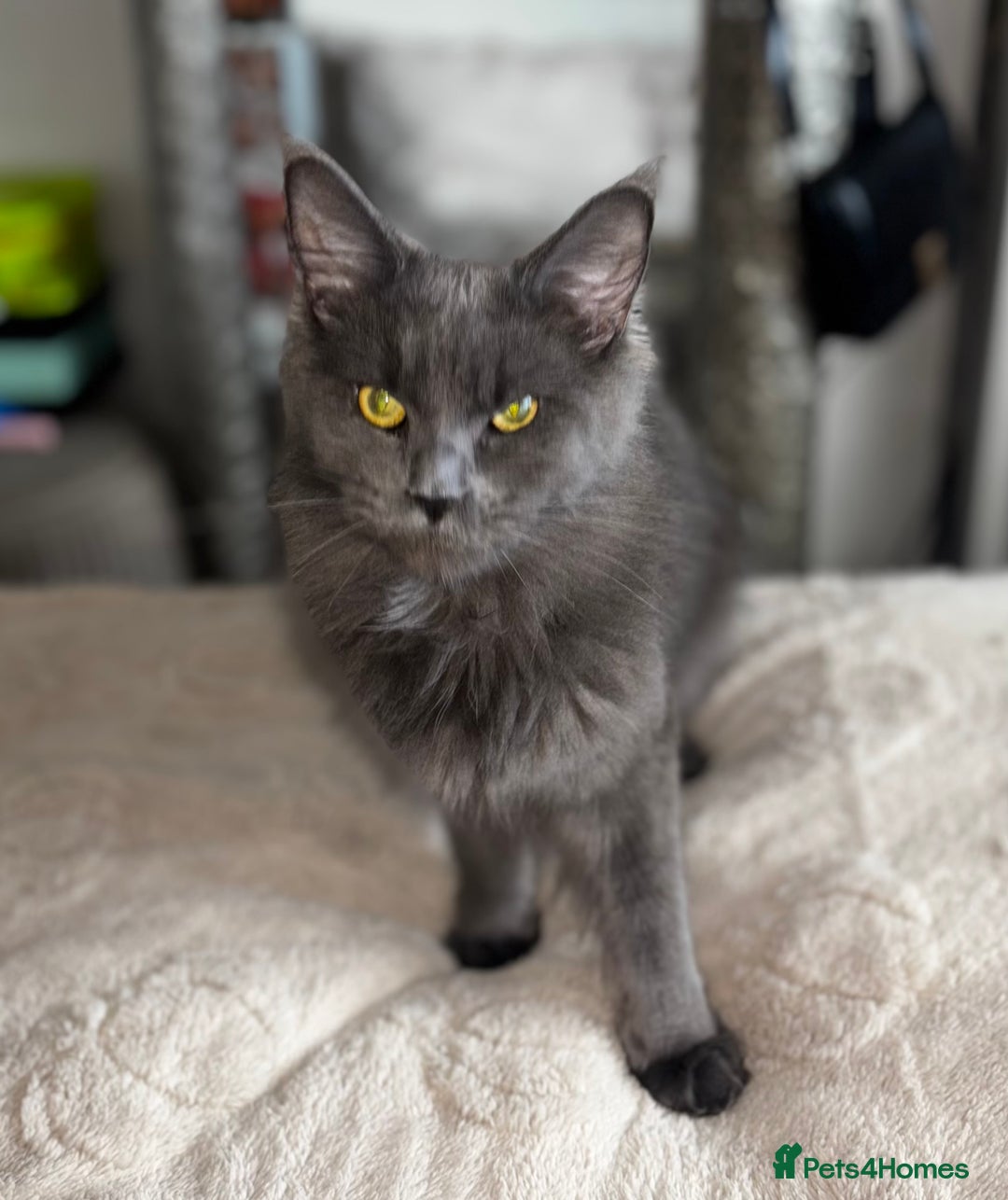 Maine Coon cats for sale: Maine coon mum and daughter for sale - Image 2