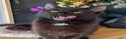 Siamese cats for sale: STUNNING SIAMESE LYNX POINT BOY AVAILABLE  - Advert 4