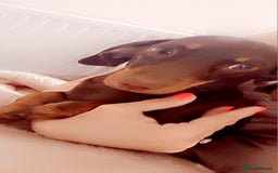 Maltese dogs for adoption: Dacshund in Rotherham - Image 3