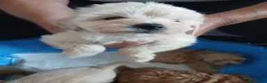 Jackapoo 10