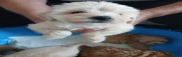 Jackapoo dogs for sale: Cockapoo puppy in Witney - Advert 18