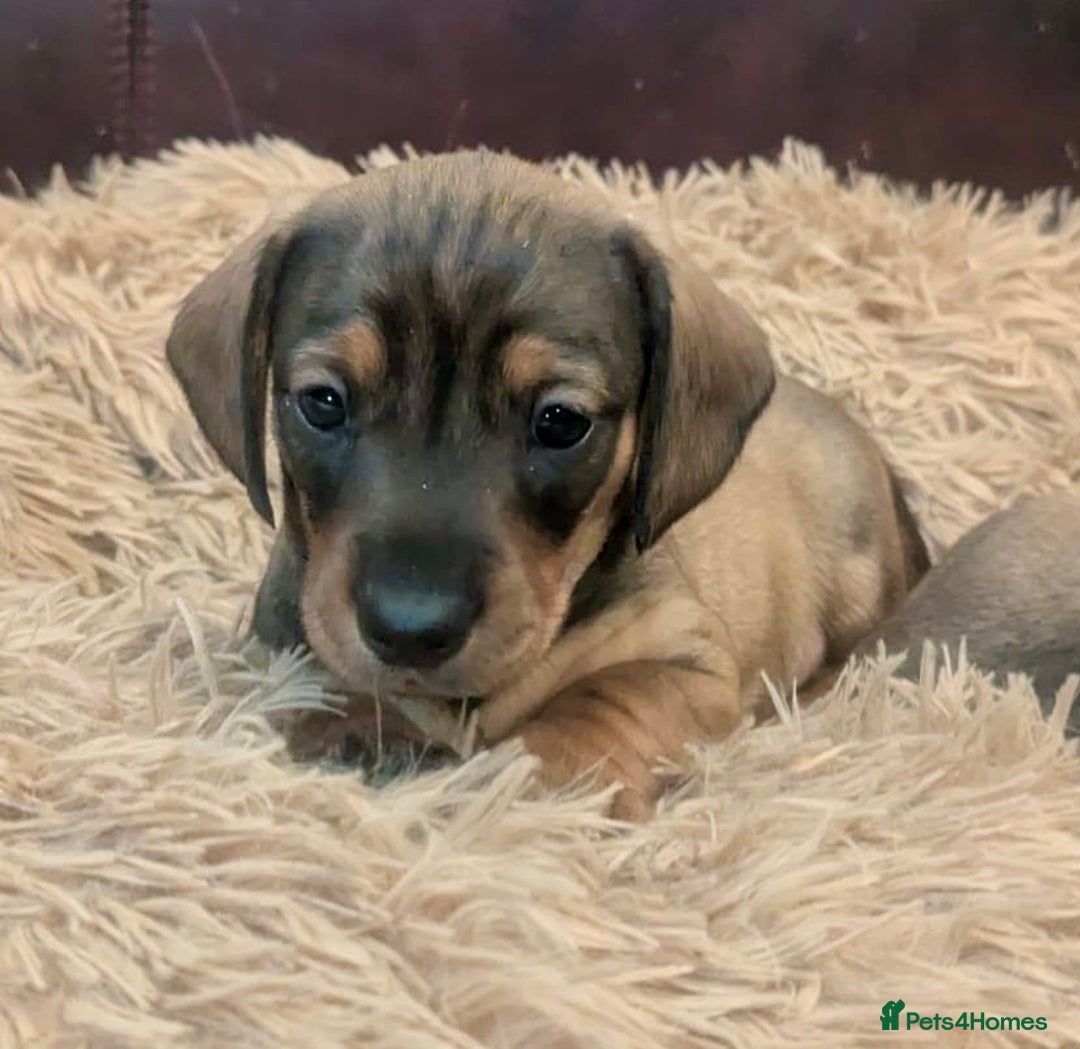 Dachshund dogs for sale: *1 beautiful dachshund girl left* - Advert 18