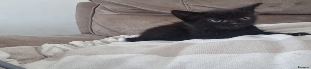 Mixed Breed Kitten 3