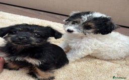 Jackapoo dogs for sale: Jackapoo puppy’s  - Image 1