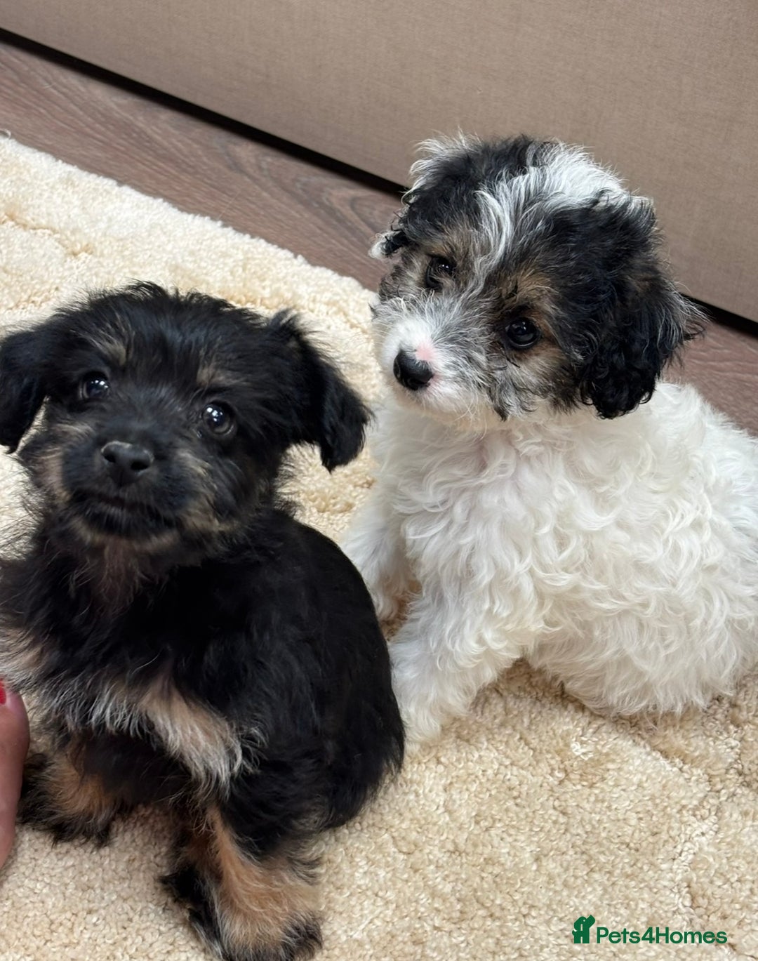 Jackapoo dogs for sale: Jackapoo puppy’s  - Image 1