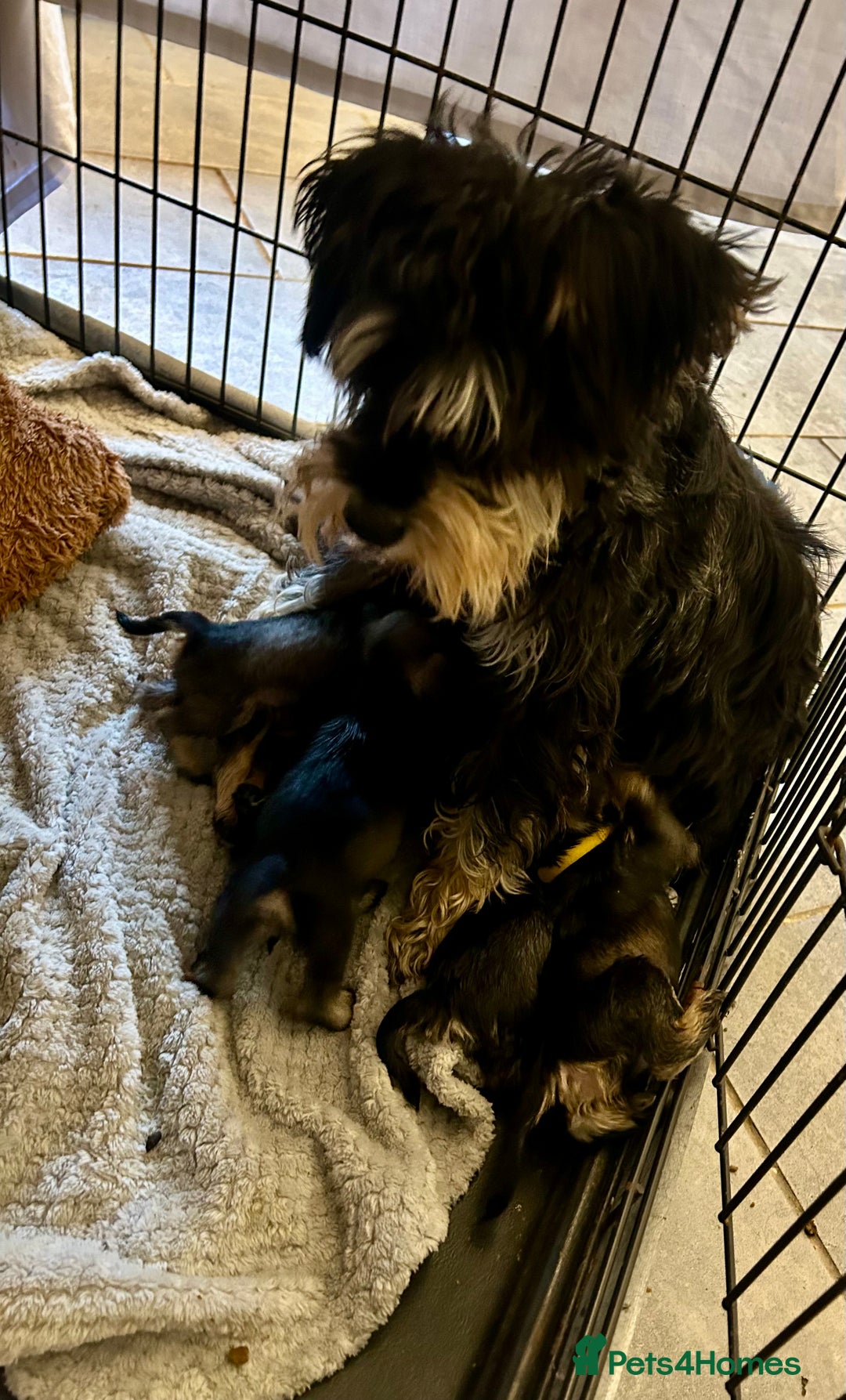 Miniature Schnauzer dogs for sale: Beautiful kc reg miniature schnauzers - Advert 9