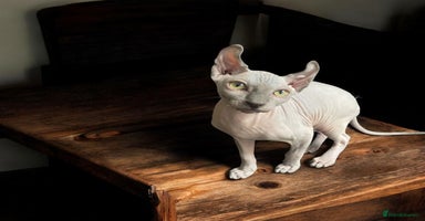 Sphynx cats - Advert 13