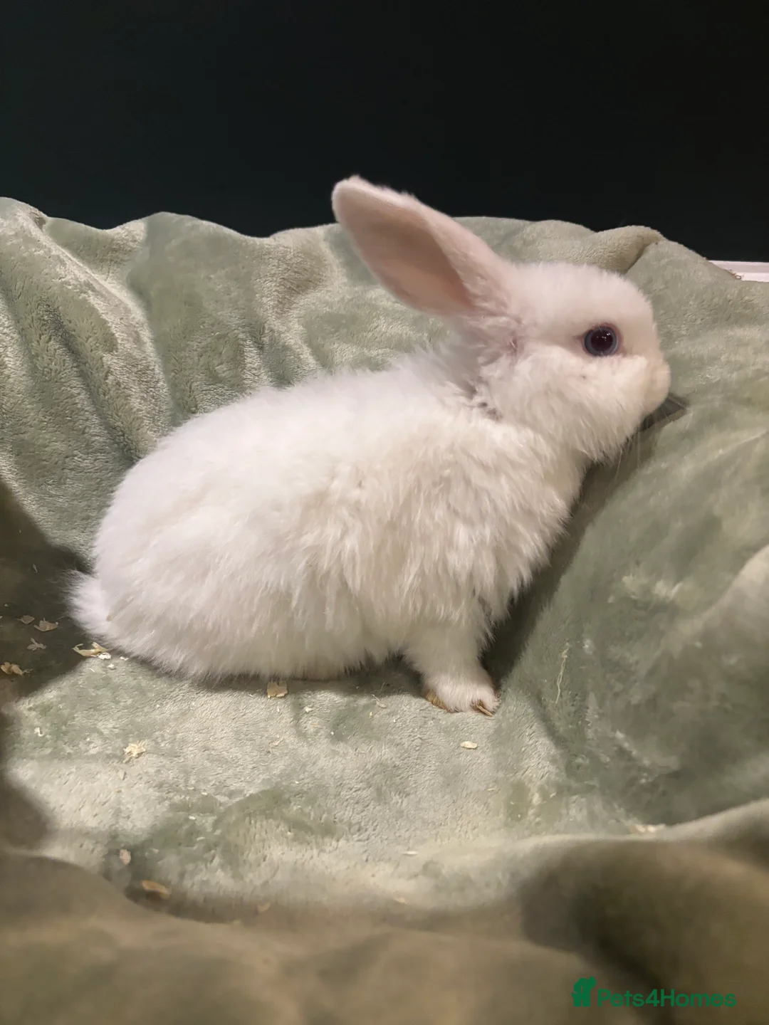 Mini Lop rabbits for sale: beautiful purebred white male mini lops  - Advert 3