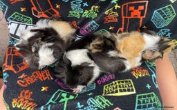 Guinea Pig rodents for sale: 3 baby's for sale - Image 1